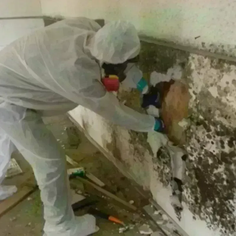 Mold Remediation and Removal in Auburn, GA